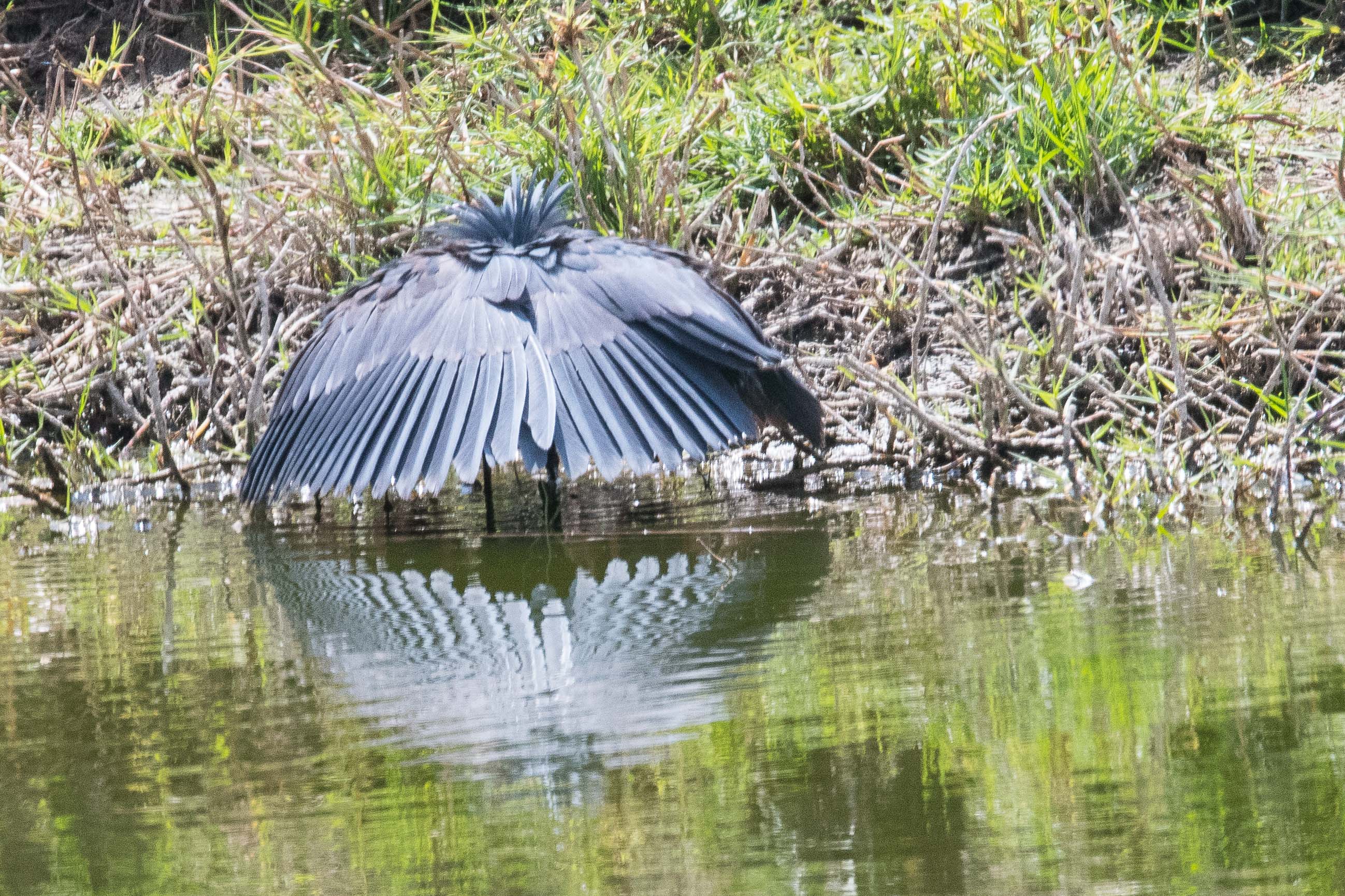 Aigrette ardoisée (Black heron, Egretta ardesiaca), adulte pêchant en attirant les poissons dans l'ombre qu'il crée sous ses ailes, Golf de Saly, Région de Thiès, Sénégal.